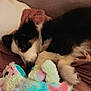 puppy, dog, stuffed_toy, blanket, cozy, sleepy, cute, snuggling, fur, pet, indoor, resting, comfort, soft, colorful, toy, animal, closeup, relaxing, home