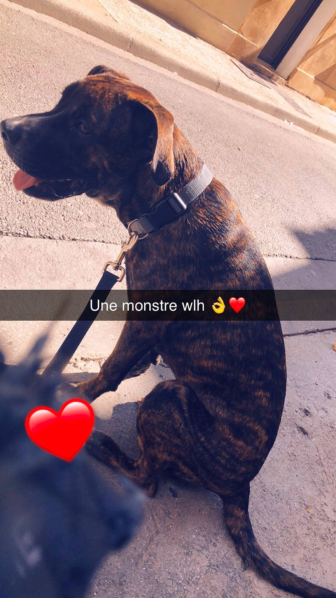 Bella participe au concours pour gagner de l'argent avec cette photo : american_pit_bull_terrier, american_staffordshire_terrier, bandog, boxer, cane_corso, canidae, carnivore, collar, dog, dog_breed, dog_collar, guard_dog, leash, perro_de_presa_canario, pit_bull, sporting_group, tail, working_dog