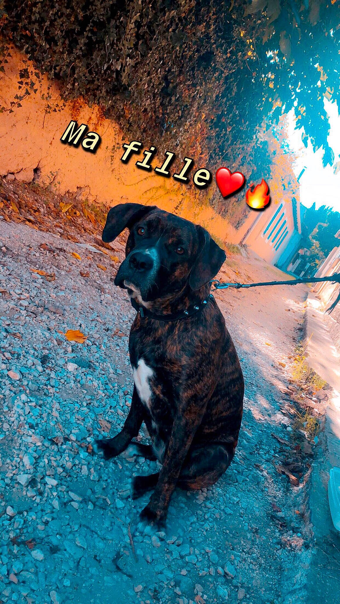 Bella participe au concours pour gagner de l'argent avec cette photo : canidae, carnivore, dog, dog_breed, illustration, sporting_group