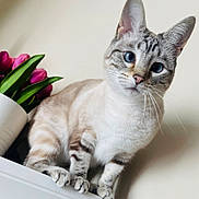 Kiki joined the competition — help win amazing prizes! animal, blue_eyes, cat, close_up, curious, domestic_cat, feline, flower_pot, fur, green_leaves, home, indoor, pet, pink_tulips, plant, portrait, sitting, striped_fur, whiskers, white_surface