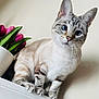 animal, blue_eyes, cat, close_up, curious, domestic_cat, feline, flower_pot, fur, green_leaves, home, indoor, pet, pink_tulips, plant, portrait, sitting, striped_fur, whiskers, white_surface
