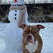 Baloo participe au concours pour gagner de l'argent avec cette photo : animal, brown_dog, button_eyes, button_mouth, carrot_nose, cloudy_sky, dog, ears, face, fence, grass, hat, outdoor, pet, plant, scarf, snow, snowman, white_snow, winter