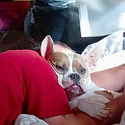 Pupper is registered to the contest to win money with this photo: arm, blanket, brown_and_white, close_up, comfort, companion, couch, cozy, dog, ears, face, home, human, indoor, pet, red_shirt, relaxation, resting, sleepy, snuggling