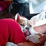 arm, blanket, brown_and_white, close_up, comfort, companion, couch, cozy, dog, ears, face, home, human, indoor, pet, red_shirt, relaxation, resting, sleepy, snuggling