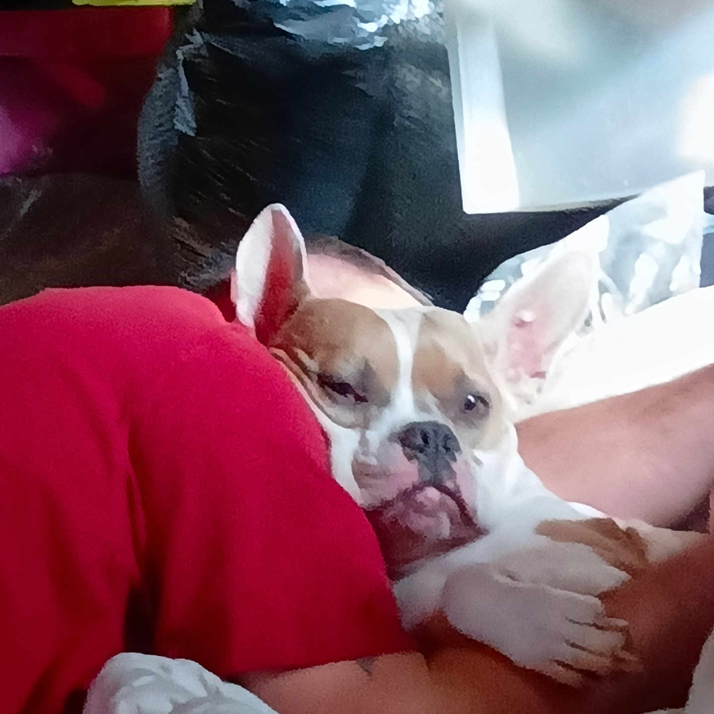Pupper