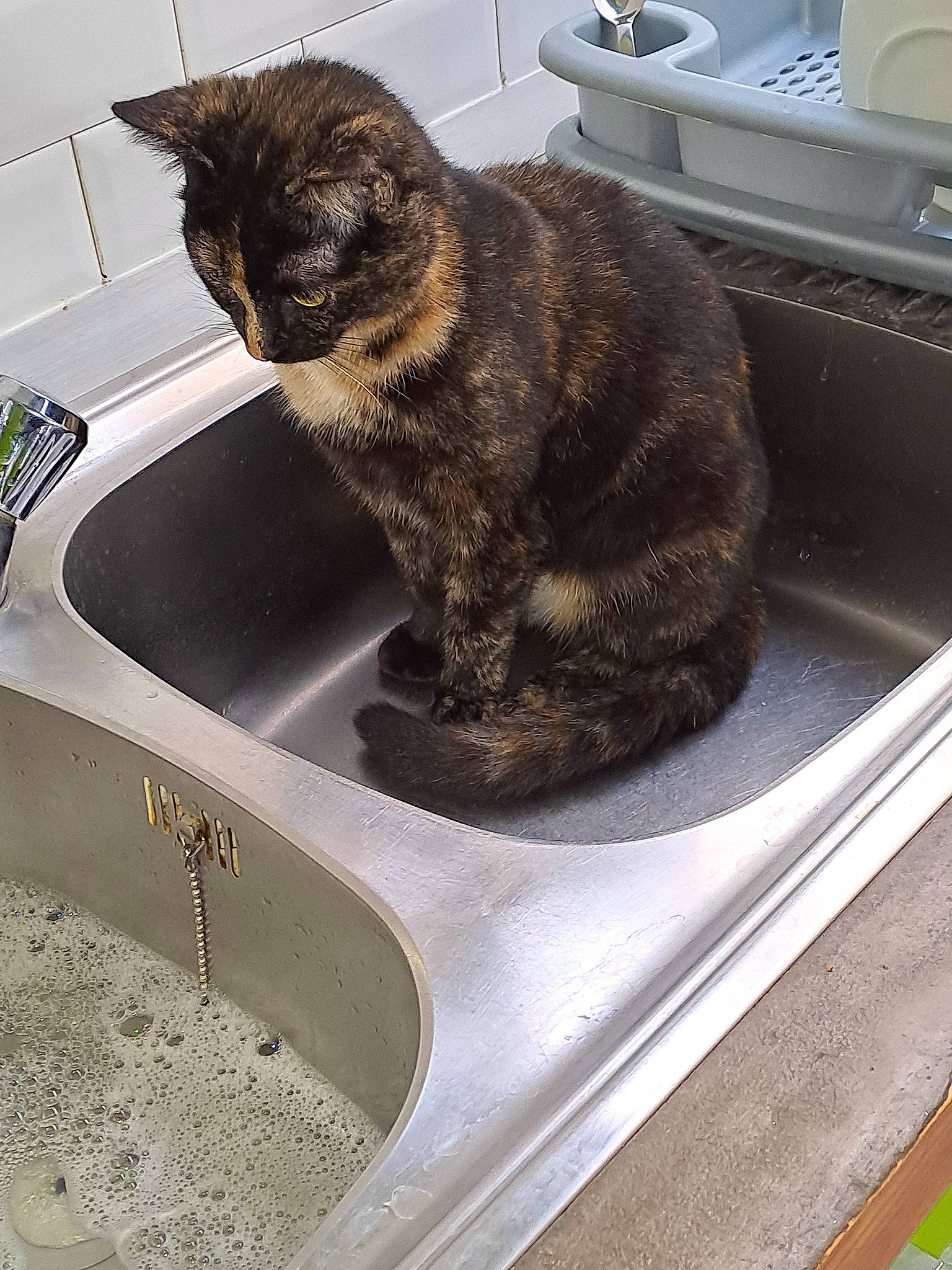 Carbouille a rejoint le concours — aidez-le/la à gagner de superbes lots ! automotive_tire, carnivore, cat, cooking, domestic_short_haired_cat, felidae, fur, gas, kitchen, kitchen_appliance, plumbing_fixture, sink, small_to_medium_sized_cats, snout, tail, tap, vertebrate, whiskers, window, windshield