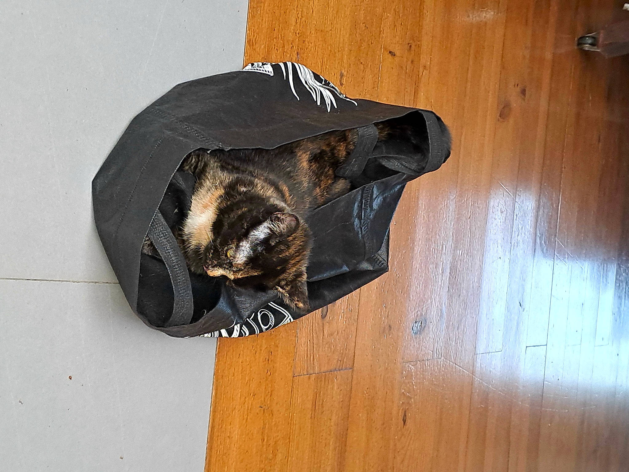 Carbouille participe au concours pour gagner de l'argent avec cette photo : carnivore, eyewear, fashion_accessory, felidae, flooring, fur, goggles, hardwood, hat, helmet, personal_protective_equipment, pet_supply, plank, small_to_medium_sized_cats, snout, tail, varnish, wood, wood_flooring, wood_stain