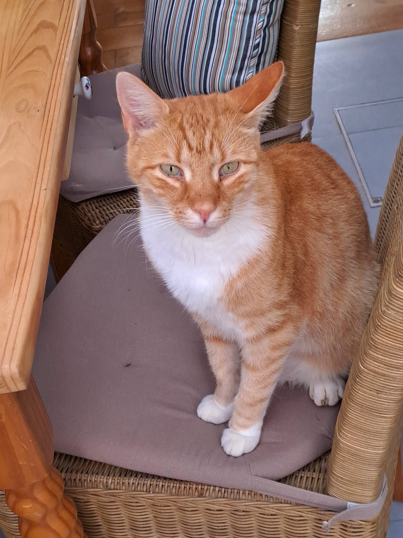 Carbouille participe au concours pour gagner de l'argent avec cette photo : box, brown, carnivore, cat, comfort, domestic_short_haired_cat, fawn, felidae, fur, hardwood, paw, pet_supply, sitting, small_to_medium_sized_cats, snout, tail, tree, whiskers, window, wood