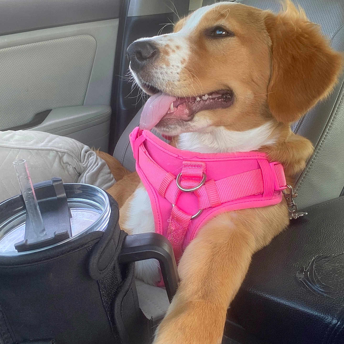 Bandit joined the competition — help win amazing prizes! accessories, animal, architecture, backpack, bag, baggage, beagle, belt, building, canine, cushion, dog, handbag, homedecor, hound, outdoors, pet, puppy, transportation, vehicle