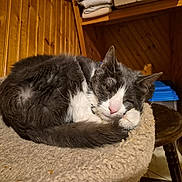 Rocky joined the competition — help win amazing prizes! cat, cat_bed, close_up, cozy, feline, fur, gray_and_white_cat, indoor, nap, paw, pet, pink_nose, portrait, relaxed, shelf, sleeping, stool, tail, whiskers, wooden_paneling