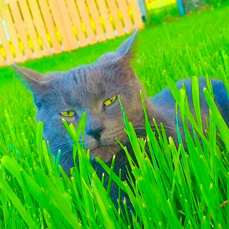 Goliath is registered to the contest to win money with this photo: annual_plant, carnivore, cat, domestic_short_haired_cat, electric_blue, felidae, fur, grass, grassland, groundcover, herb, plant, russian_blue, small_to_medium_sized_cats, snout, tail, terrestrial_animal, terrestrial_plant, whiskers, wildlife