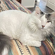 Gizmo is registered to the contest to win money with this photo: blanket, cat, cozy, curious_cat, domestic_animal, door, feline, fluffy, furniture, grey_markings, home, indoor, lying_down, patterned_blanket, pet, relaxed, resting, tail, white_cat, wood_floor