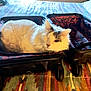 Gizmo joined the competition — help win amazing prizes! animal, bedspread, cat, closeup, comfort, cozy, feline, fluffy, gray_markings, household, indoor, luggage, open_suitcase, patterned, pet, resting, sleepy, suitcase, travel, white_cat