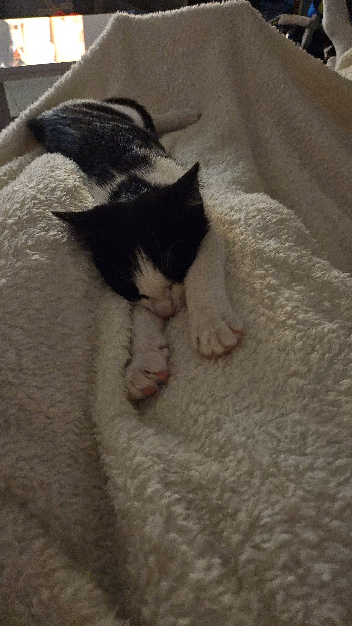 Nala a rejoint le concours — aidez-le/la à gagner de superbes lots ! carnivore, cat, claw, comfort, domestic_short_haired_cat, eye, fawn, felidae, foot, fur, grey, human_leg, leg, linens, nap, paw, small_to_medium_sized_cats, snout, tail, whiskers