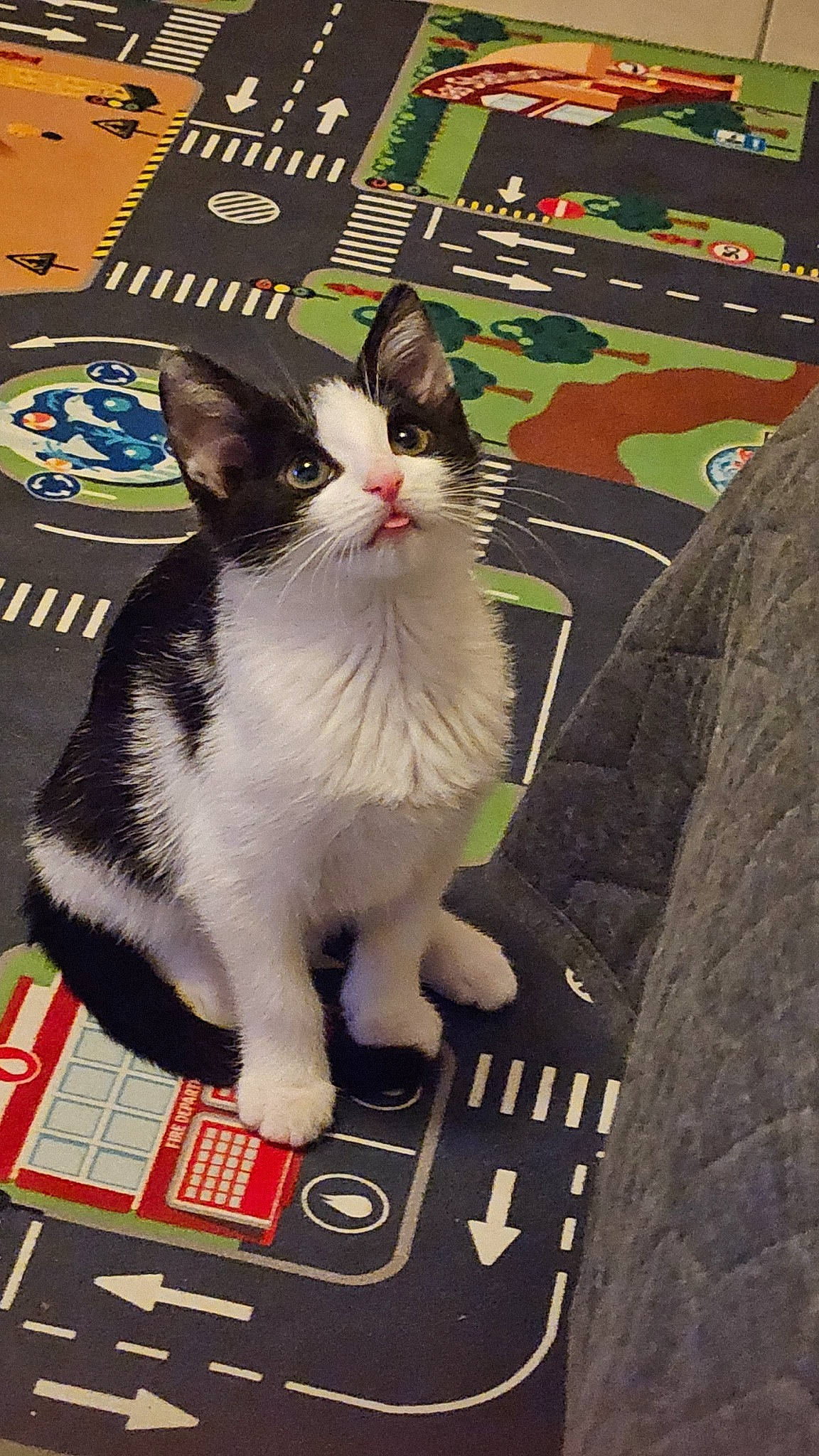 Nala a rejoint le concours — aidez-le/la à gagner de superbes lots ! carnivore, cat, domestic_short_haired_cat, felidae, flooring, fur, paw, small_to_medium_sized_cats, tail, whiskers