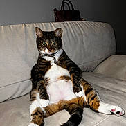 Tigg joined the competition — help win amazing prizes! animal, cat, collar, couch, cute, domestic_cat, feline, fur, home, indoor, paw, pet, portrait, relaxed, sitting, striped, tabby, tag, tail, white_paws