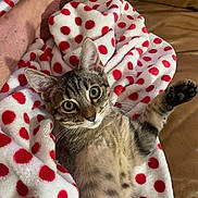 Scoopy is registered to the contest to win money with this photo: animal, blanket, cat, couch, cozy, cute, fur, human_foot, indoor, kitten, leather, paw, pet, playful, red_polka_dots, relaxed, resting, tabby, whiskers, wide_eyes
