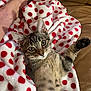 animal, blanket, cat, couch, cozy, cute, fur, human_foot, indoor, kitten, leather, paw, pet, playful, red_polka_dots, relaxed, resting, tabby, whiskers, wide_eyes