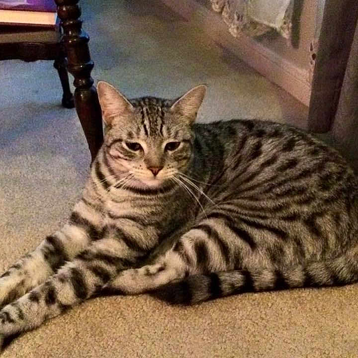 Oliver is registered to the contest to win money with this photo: abyssinian, animal, blanket, cat, egyptiancat, furniture, kitten, manx, ocelot, person, pet, sleeping