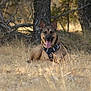 dog, canine, pet, panting, harness, lying_down, grass, dry_grass, field, tree, tree_trunk, branches, sunlight, shade, outdoor, brown_fur, ears_up, tongue_out, collar, nature