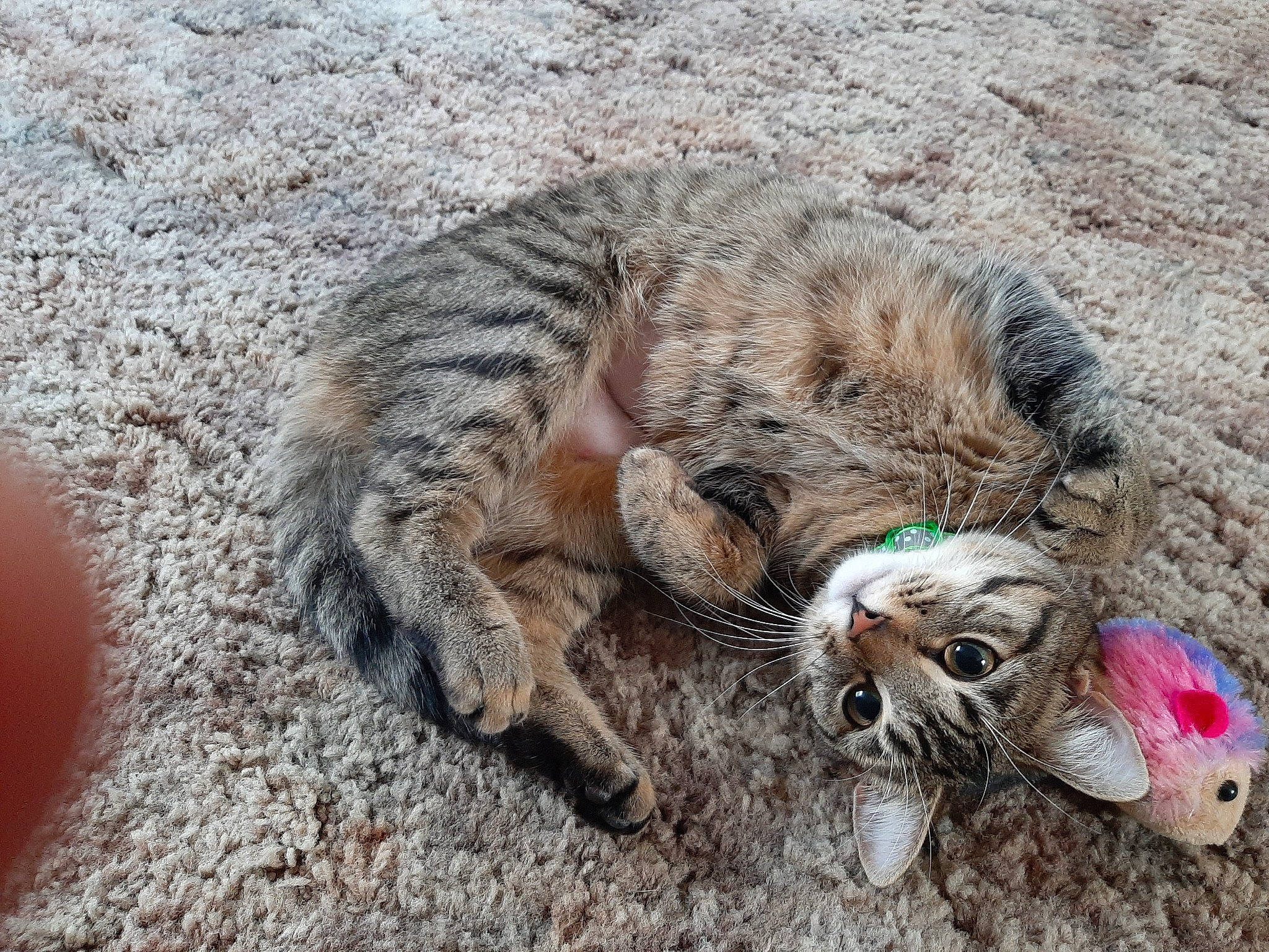 Olive is registered to the contest to win money with this photo: carnivore, cat, claw, european_shorthair, felidae, fur, kitten, organism, pixie_bob, small_to_medium_sized_cats, tabby_cat, wild_cat