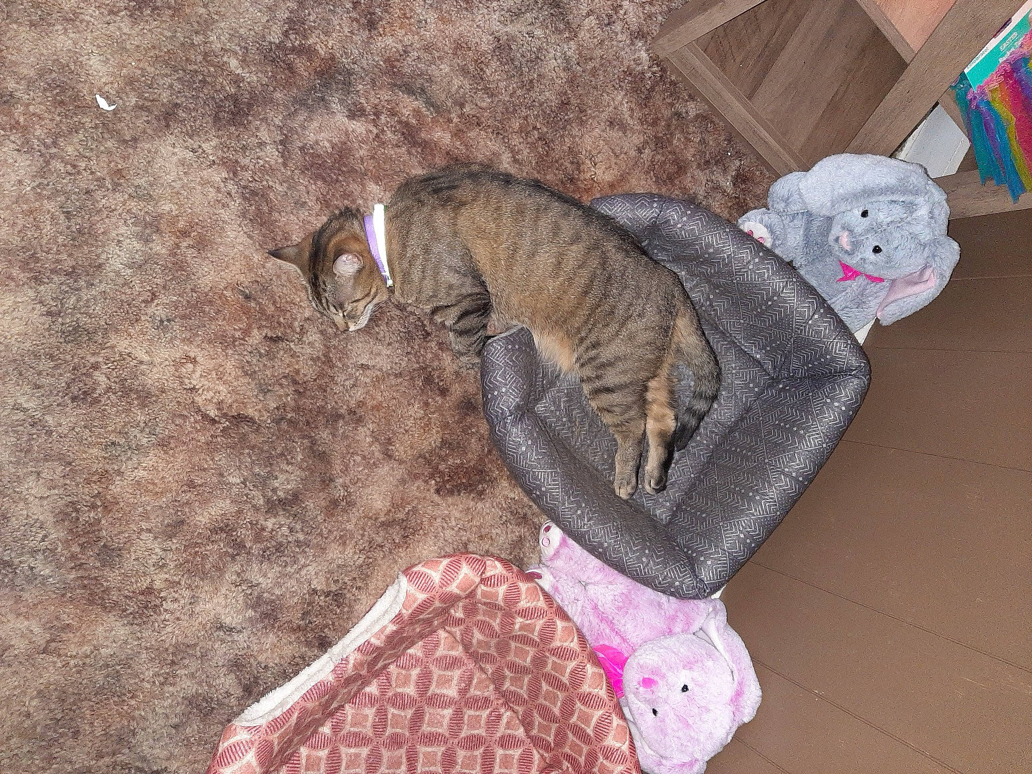 Olive joined the competition — help win amazing prizes! canidae, cat, fawn, pink, tail