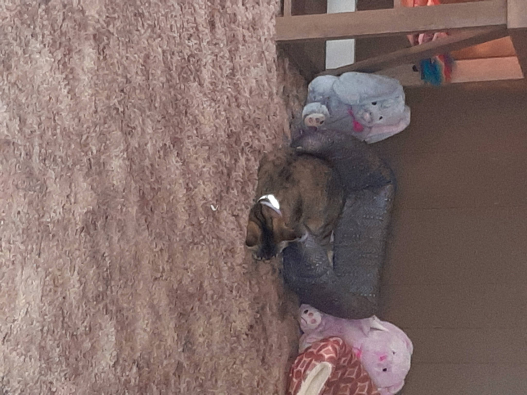 Olive joined the competition — help win amazing prizes! art