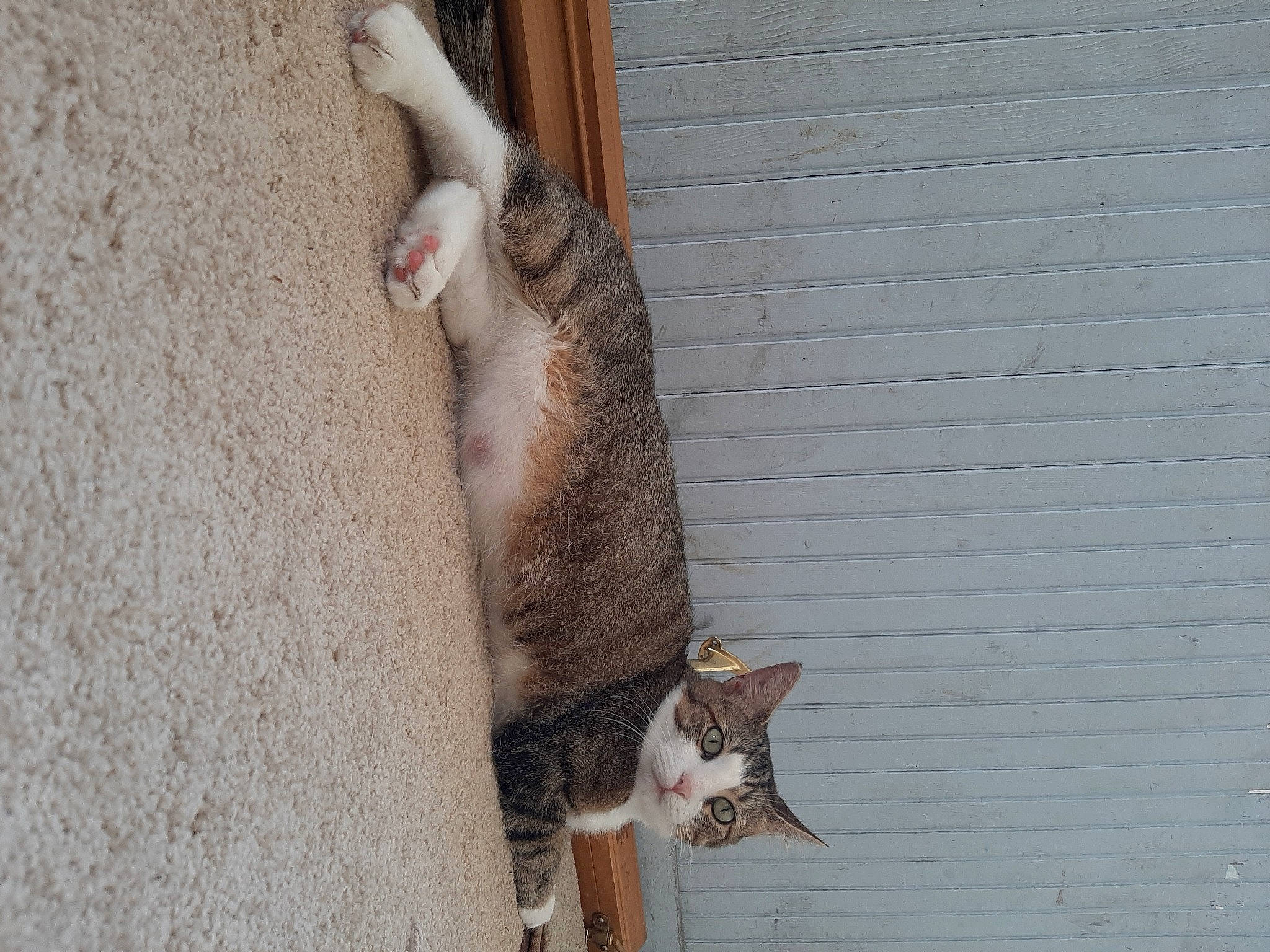 Leela is registered to the contest to win money with this photo: aegean_cat, carnivore, cat, domestic_short_haired_cat, european_shorthair, felidae, fur, german_rex, leg, polydactyl_cat, small_to_medium_sized_cats, tail, whiskers