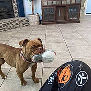 Pumba is registered to the contest to win money with this photo: animal, brown_dog, cabinet, collar, curious, dog, fireplace, floor, furniture, home, indoor, living_room, looking_up, pants, person, pet, plant, playful, tile, toy