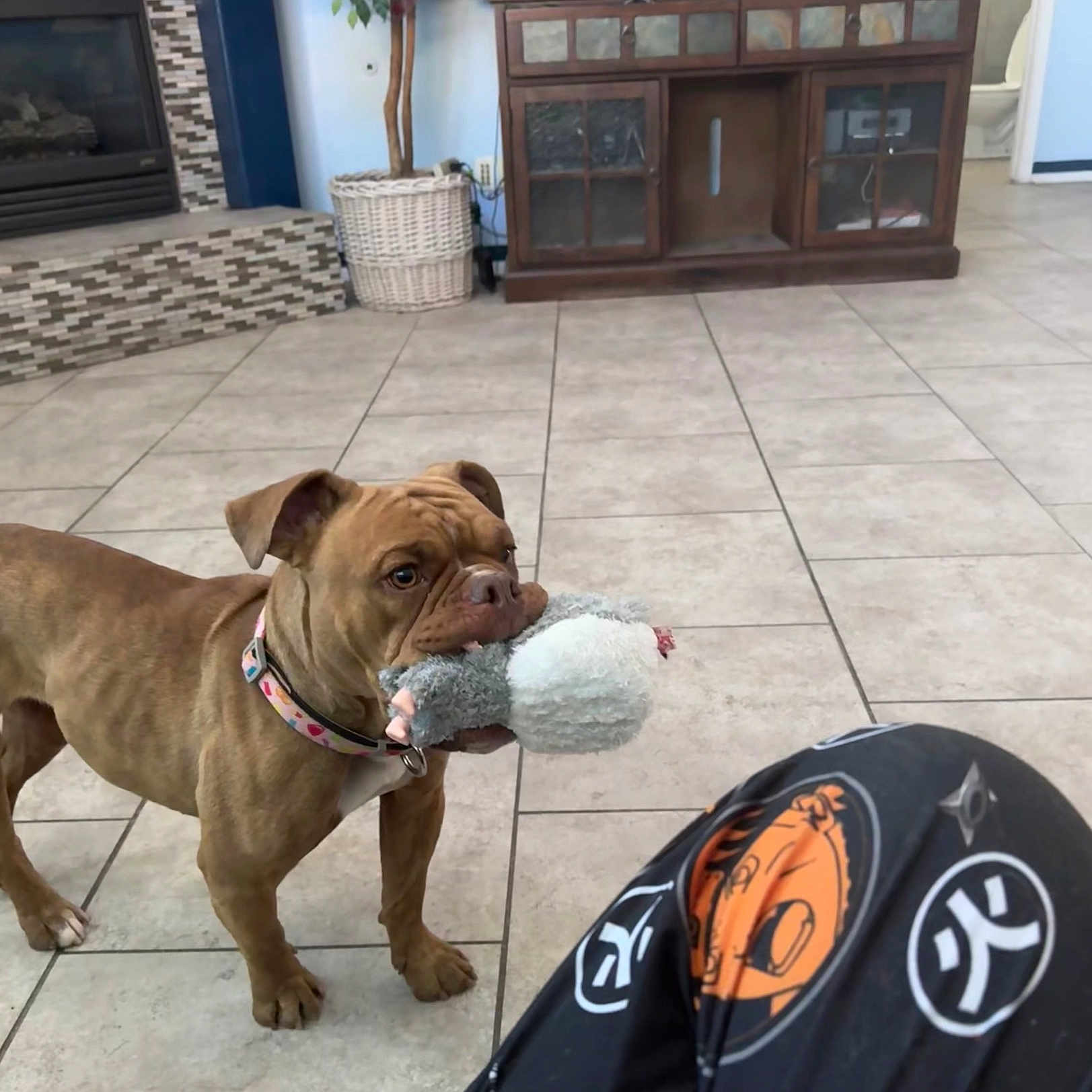 Pumba