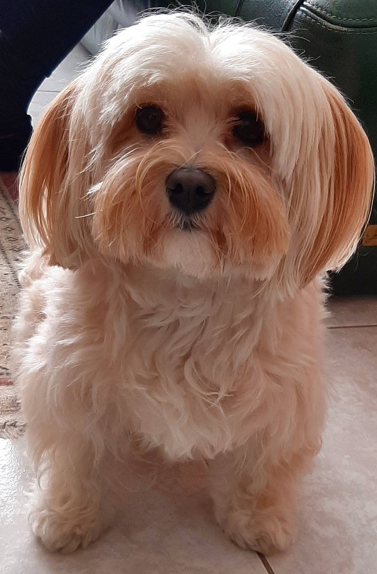 Sasha participe au concours pour gagner de l'argent avec cette photo : canidae, carnivore, companion_dog, dog, dog_breed, fur, mal_shi, maltepoo, non_sporting_group, puppy, shih_poo, small_terrier, snout, sporting_group, terrestrial_animal, terrier, toy_dog, working_animal