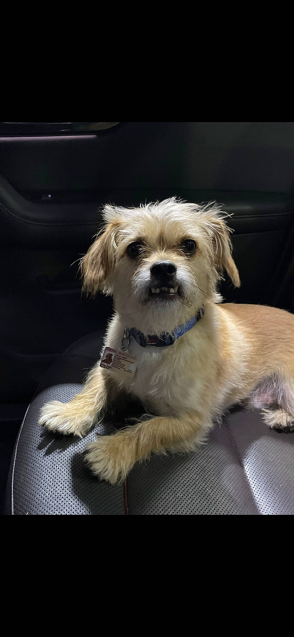 Leroy is registered to the contest to win money with this photo: biewer_terrier, canidae, carnivore, companion_dog, dog, dog_breed, dog_supply, fawn, fur, maltepoo, non_sporting_group, puppy, puppy_love, small_terrier, snout, sporting_group, terrier, toy_dog, watch, whiskers