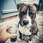 Pacha participe au concours pour gagner de l'argent avec cette photo : dog, brindle, chain_collar, glass, hand, drink, outdoor, gravel, serious, pet, animal, canine, fence, wooden_fence, white_paws, close_up, portrait, sitting, daylight, background