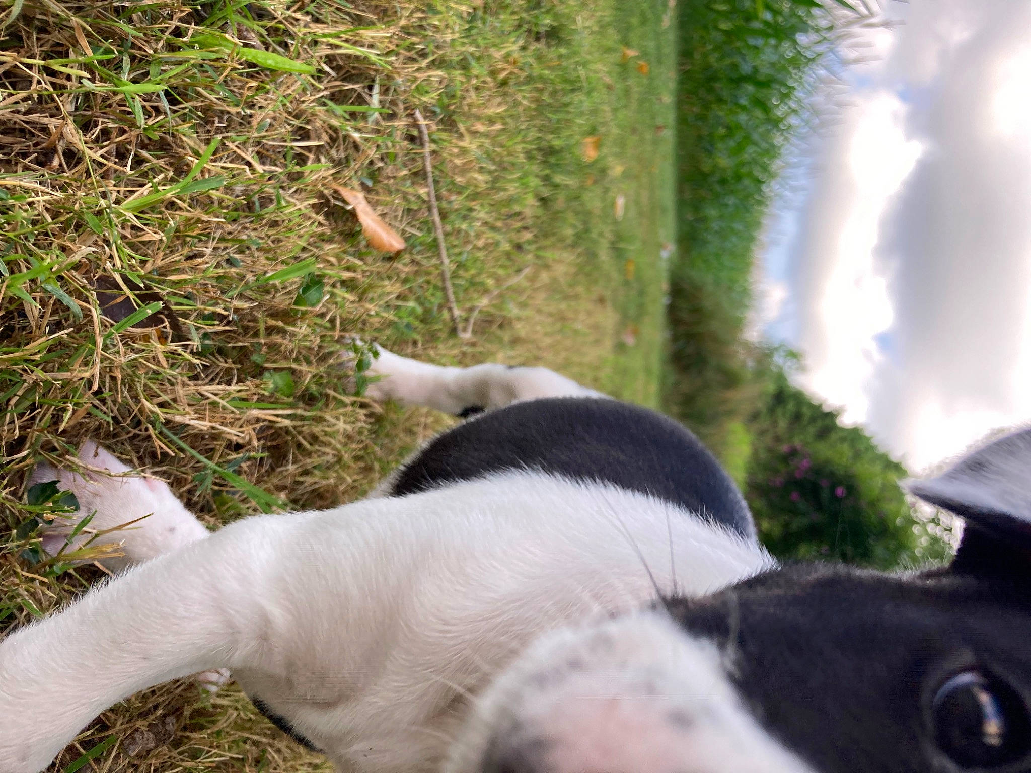 Oakley joined the competition — help win amazing prizes! canidae, carnivore, cloud, companion_dog, dog, dog_breed, fawn, felidae, fur, grass, groundcover, livestock, plant, sky, small_to_medium_sized_cats, sporting_group, tail, terrestrial_animal, tree, working_animal