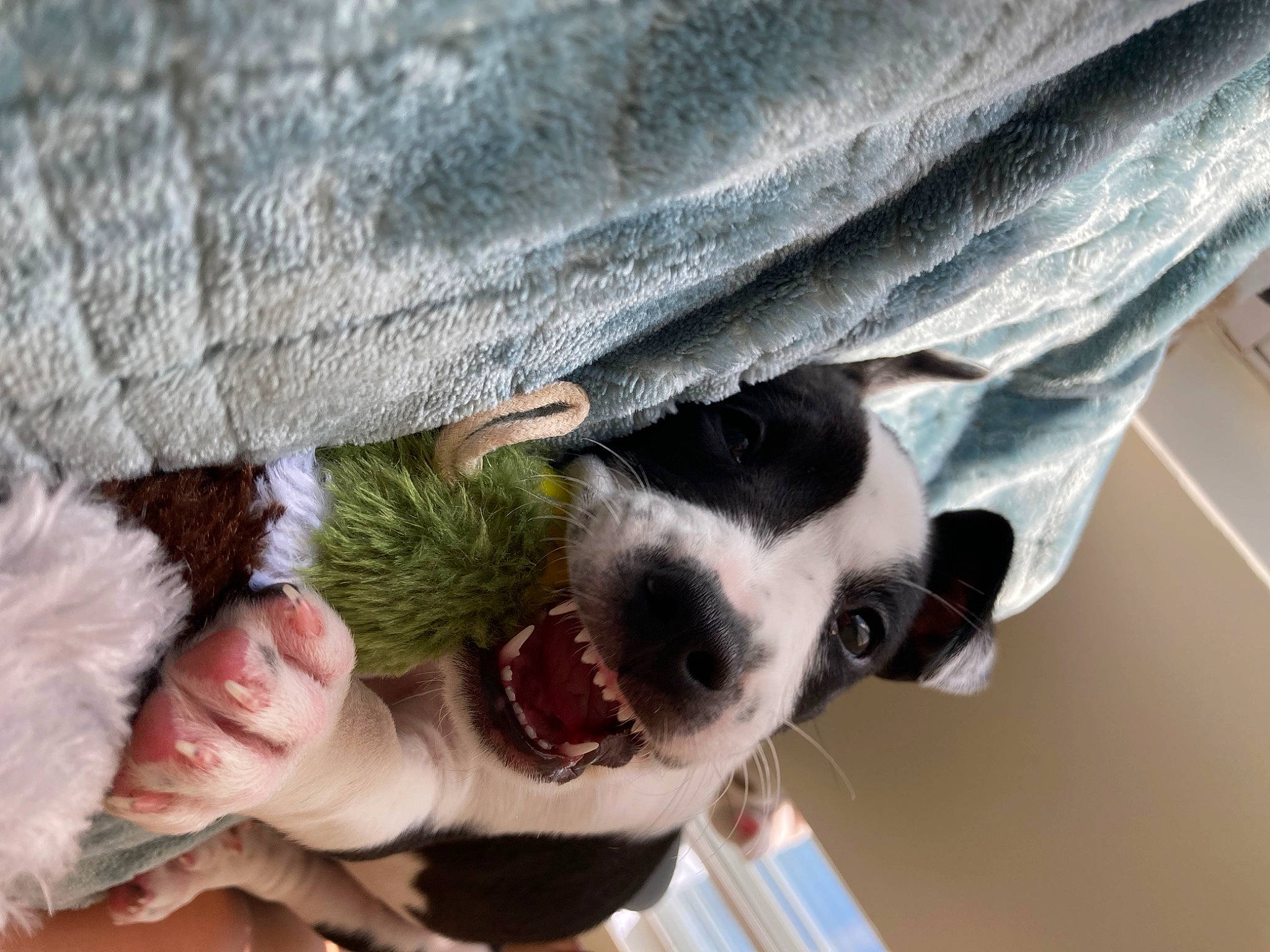 Oakley is registered to the contest to win money with this photo: canidae, carnivore, collar, companion_dog, denim, dog, dog_breed, dog_collar, eyewear, fawn, fur, mammal, plant, snout, sporting_group, sunglasses, vertebrate, whiskers, white, working_animal