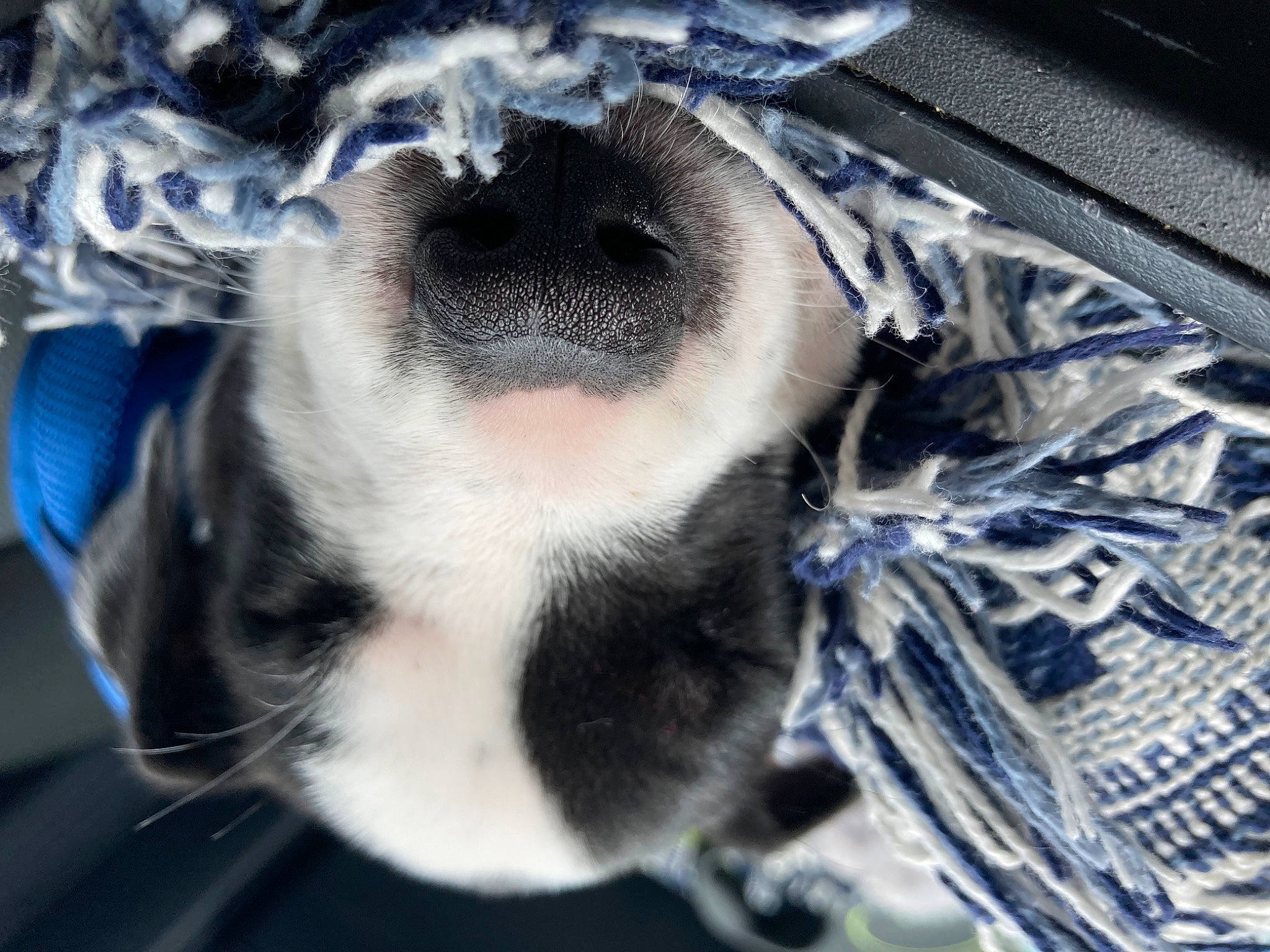 Oakley joined the competition — help win amazing prizes! canidae, carnivore, companion_dog, dog, dog_breed, electric_blue, eyelash, felidae, fur, non_sporting_group, pattern, paw, snout, sporting_group, whiskers, working_animal