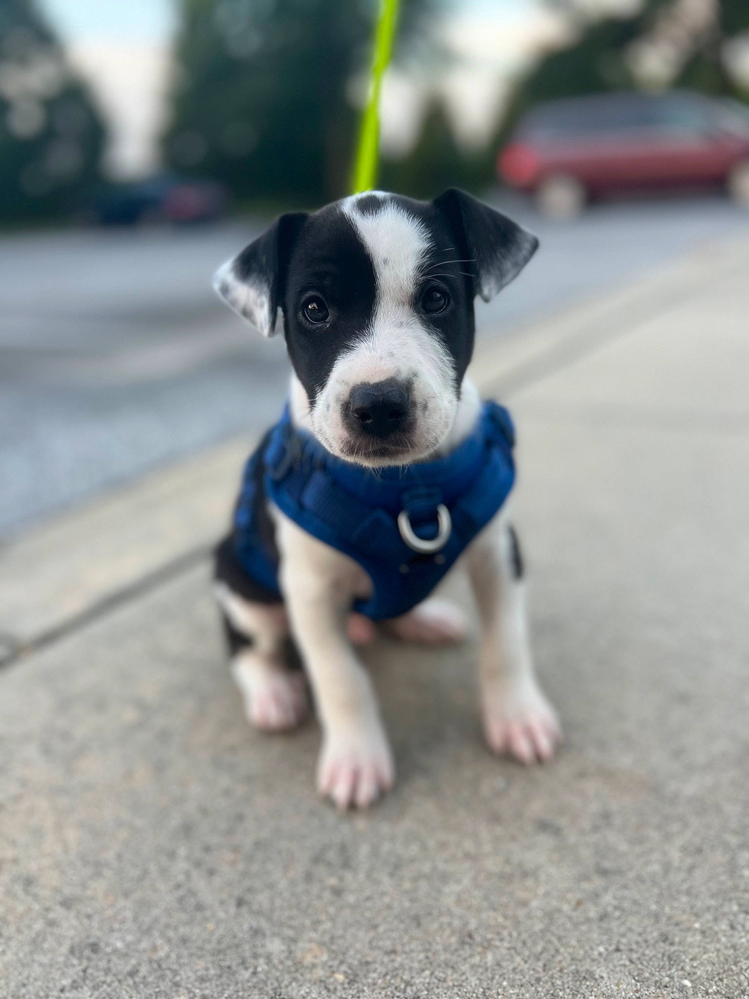 Oakley joined the competition — help win amazing prizes! asphalt, canidae, carnivore, companion_dog, dog, dog_breed, electric_blue, fawn, paw, plant, puppy, road, road_surface, sky, snout, sporting_group, street, toy_dog, whiskers, working_animal