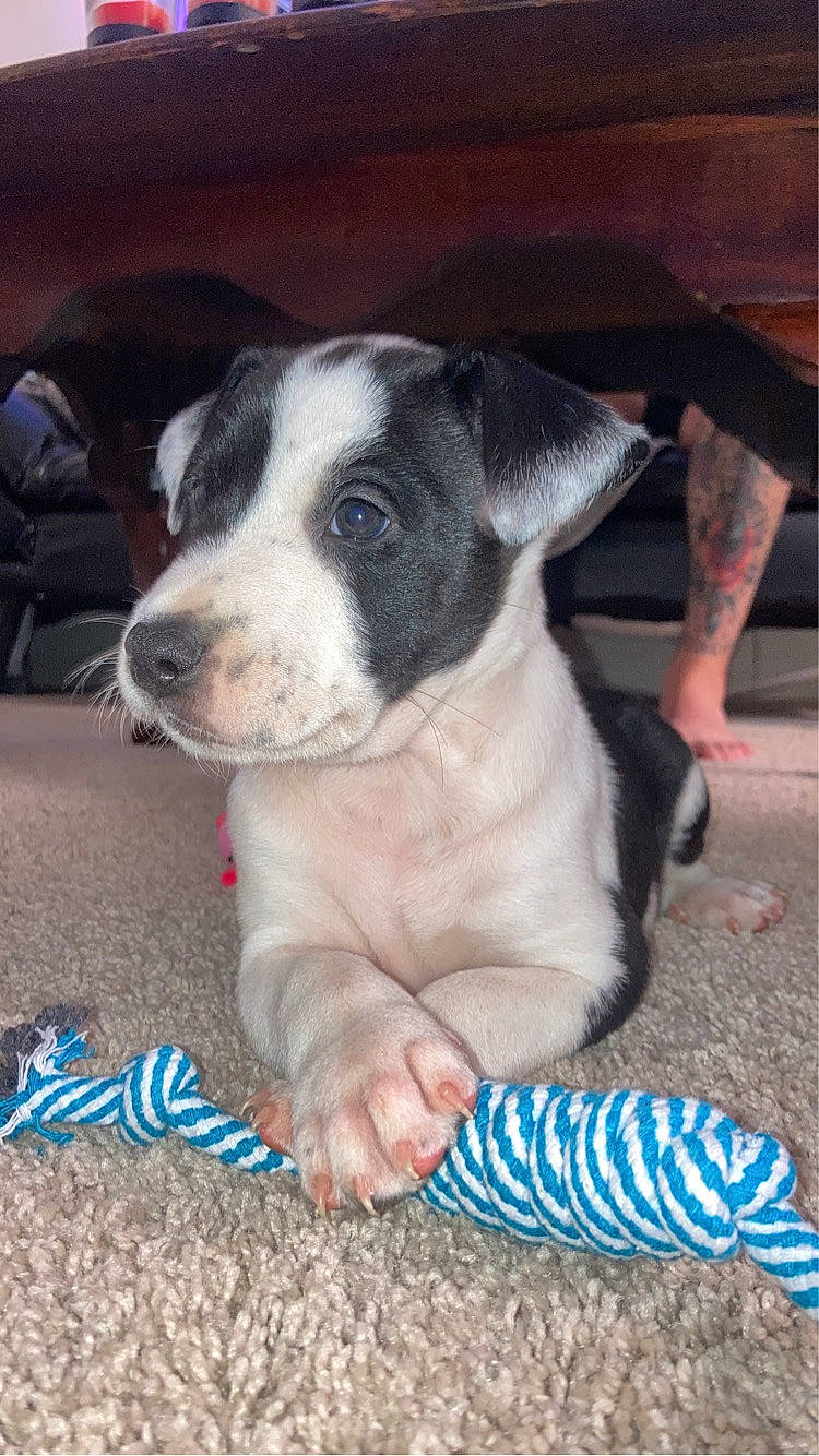 Oakley joined the competition — help win amazing prizes! canidae, carnivore, comfort, companion_dog, dog, dog_breed, fawn, foot, fur, human_leg, non_sporting_group, paw, puppy, sporting_group, whiskers, window, working_animal