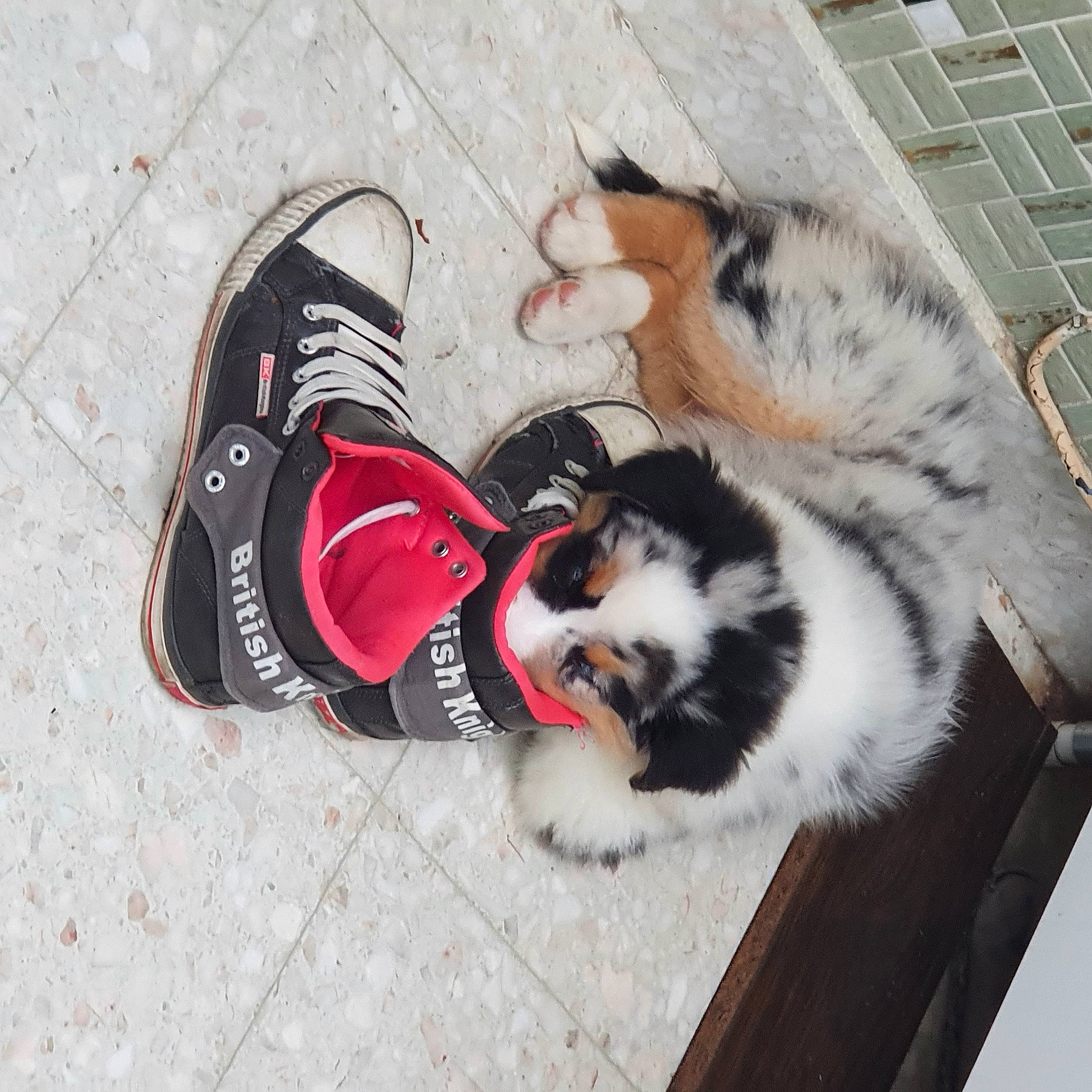 Balto participe au concours pour gagner de l'argent avec cette photo : art, carmine, carnivore, claw, companion_dog, dog_breed, domestic_short_haired_cat, felidae, flooring, font, foot, fur, human_leg, paw, personal_protective_equipment, small_to_medium_sized_cats, sports_gear, tail, thigh, whiskers