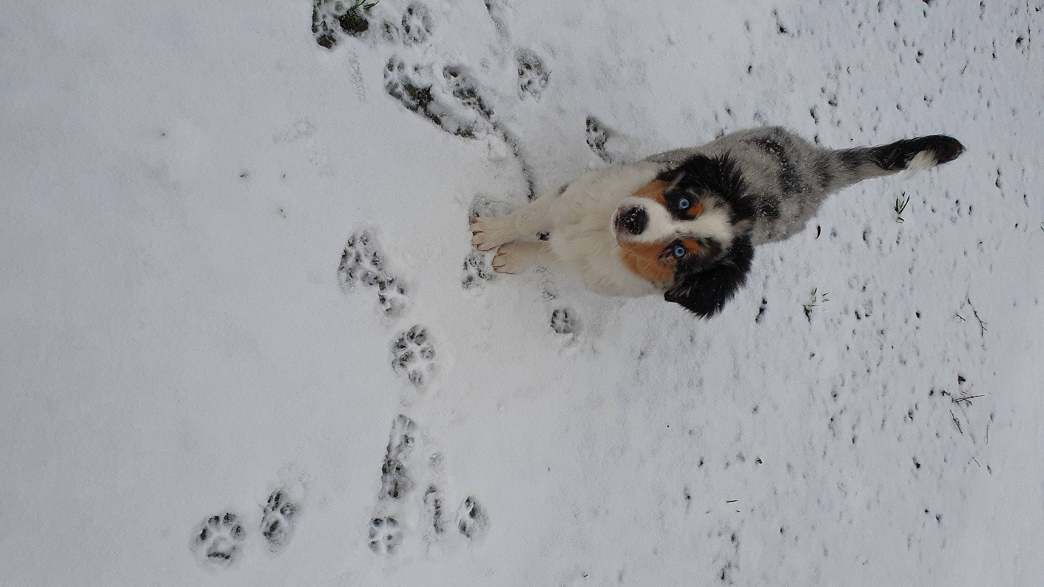 Balto participe au concours pour gagner de l'argent avec cette photo : canidae, carnivore, dog, dog_breed, fawn, felidae, freezing, fur, paw, playing_in_the_snow, recreation, small_to_medium_sized_cats, snout, snow, sporting_group, tail, terrestrial_animal, whiskers, wildlife, winter