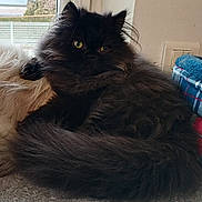 Arlo a rejoint le concours — aidez-le/la à gagner de superbes lots ! bed, black_fur, carpet, cat, close_up, cozy, cushion, fluffy, furniture, household, indoor, long_hair, persian_cat, pet, portrait, relaxed, tail, whiskers, window, yellow_eyes