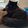 bed, black_fur, carpet, cat, close_up, cozy, cushion, fluffy, furniture, household, indoor, long_hair, persian_cat, pet, portrait, relaxed, tail, whiskers, window, yellow_eyes
