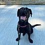 animal, black_dog, canine, collar, concrete, daylight, dog, ears, fur, greenery, happy, leash, outdoor, pet, sidewalk, sitting, smiling, stone_wall, tail, tongue_out