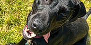Journei is registered to the contest to win money with this photo: animal, black_dog, canine, collar, cute, dog, ears, friendly, fur, grass, happy, leash, outdoor, panting, pet, playful, smiling, summer, sunlight, tongue_out