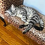 animal, cat, chaise_lounge, cozy, domestic_cat, fur, furniture, indoor, leopard_print, paw, pet, relaxed, resting, side_view, silver_tabby, sleeping, striped, tail, whiskers, wooden_floor