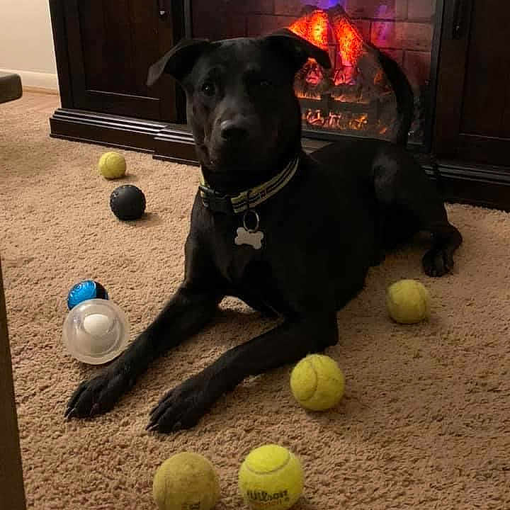 Medic is registered to the contest to win money with this photo: animal, ball, canine, dog, fireplace, football, hound, indoors, interiordesign, labradorretriever, pet, puppy, racket, soccer, soccerball, sphere, sport, tennis, tennisball, tennisracket