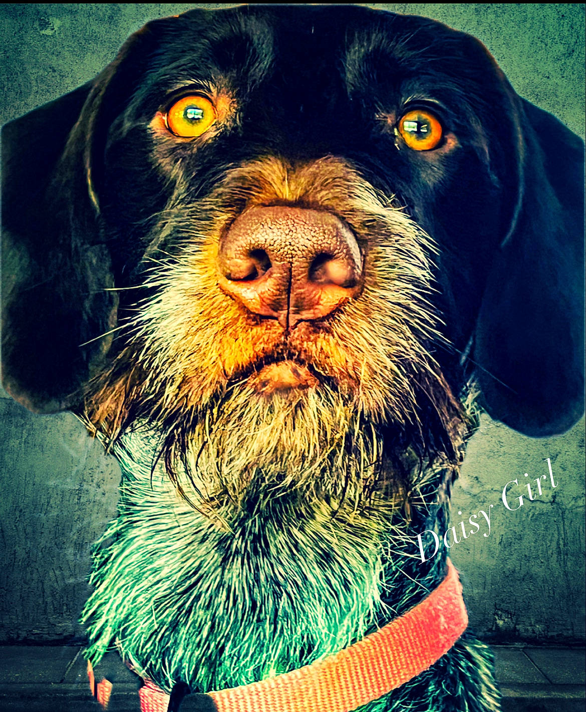 Daisy is registered to the contest to win money with this photo: art, canidae, carnivore, collar, companion_dog, dog, dog_breed, dog_collar, electric_blue, fur, gun_dog, hunting_dog, light, liver, pet_supply, snout, sporting_group, whiskers, working_animal, working_dog