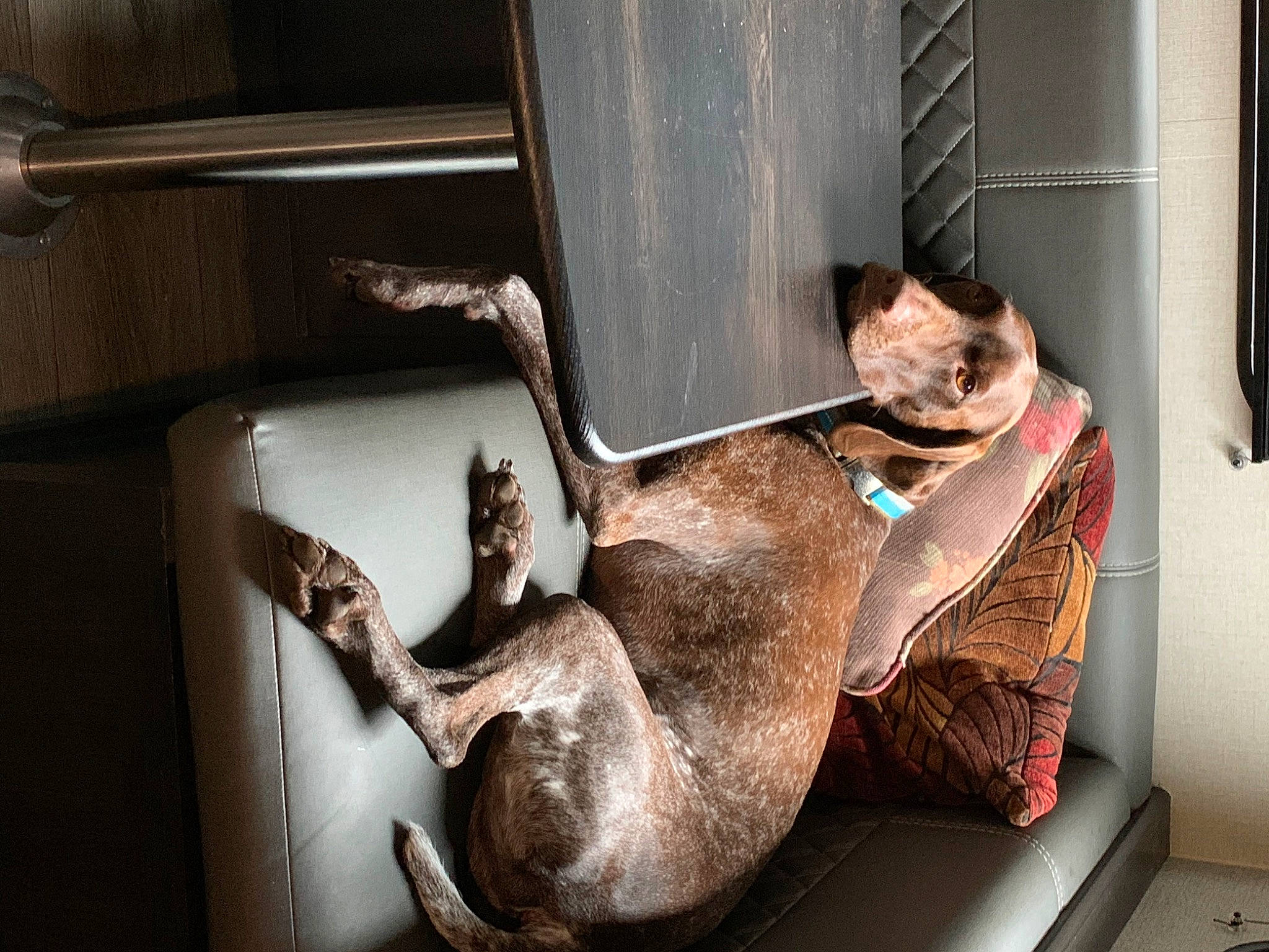 Henry joined the competition — help win amazing prizes! canidae, carnivore, comfort, dog_breed, fawn, felidae, room, small_to_medium_sized_cats, snout, sporting_group, tail, vehicle, vehicle_door, vertebrate, whiskers, wood