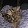 cat, tabby, sleeping, cozy, blanket, purple, fur, pet, resting, indoor, cute, animal, relaxed, soft, comfort, domestic, mammal, whiskers, paw, nap