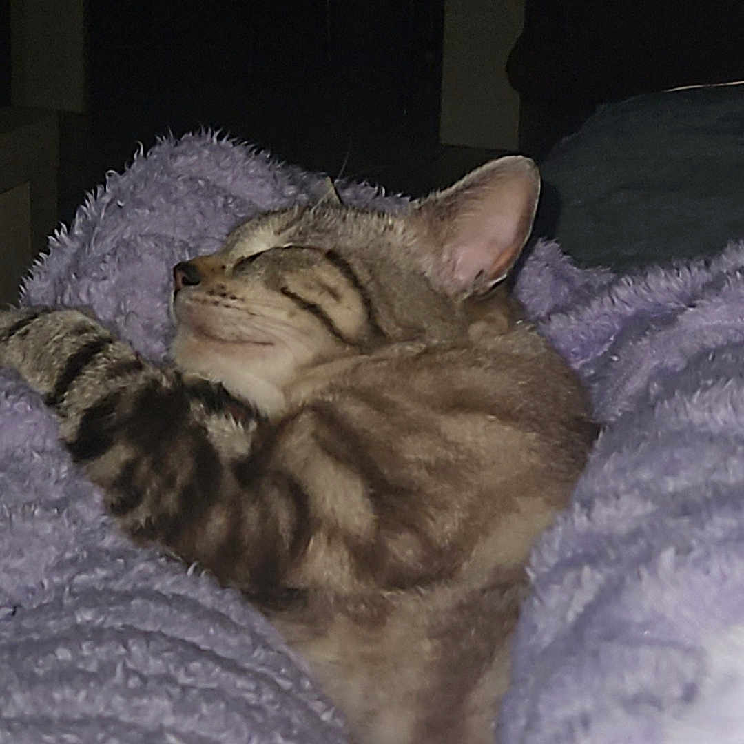 Simba a rejoint le concours — aidez-le/la à gagner de superbes lots ! cat, tabby, sleeping, cozy, blanket, purple, fur, pet, resting, indoor, cute, animal, relaxed, soft, comfort, domestic, mammal, whiskers, paw, nap